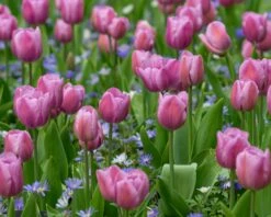 Tulip 'Alibi' -Plants And Flowers Shop tulip alibi 6