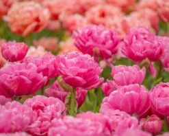 Tulip 'Amazing Grace' 14 Tulip 'Amazing Grace' -Plants And Flowers Shop tulip amazing grace 2