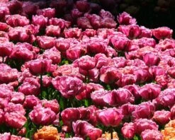 Tulip 'Amazing Grace' 15 Tulip 'Amazing Grace' -Plants And Flowers Shop tulip amazing grace 2 5d500f45 9253 472b 93ad 0fa2e3ad5abd