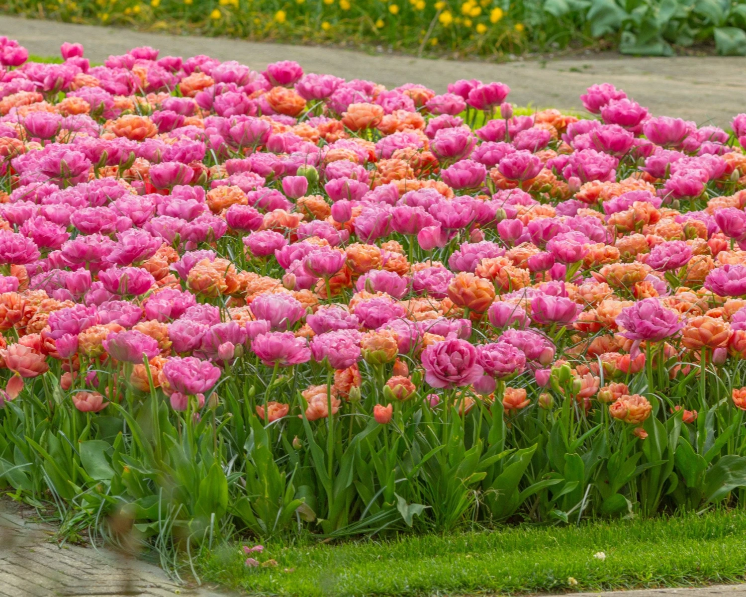 Tulip 'Amazing Grace' 6 Tulip 'Amazing Grace' - Image 6