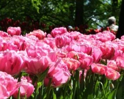 Tulip 'Amazing Grace' 11 Tulip 'Amazing Grace' -Plants And Flowers Shop tulip amazing grace 3 535d2e64 48a6 4e57 b9ba 74491e71800e