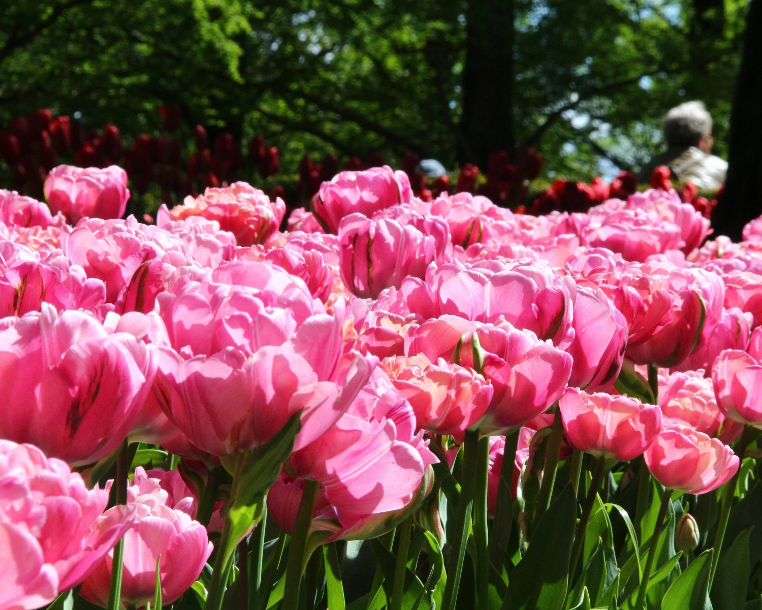Tulip 'Amazing Grace' 4 Tulip 'Amazing Grace' - Image 4