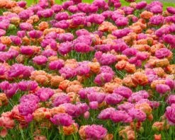 Tulip 'Amazing Grace' 12 Tulip 'Amazing Grace' -Plants And Flowers Shop tulip amazing grace 4