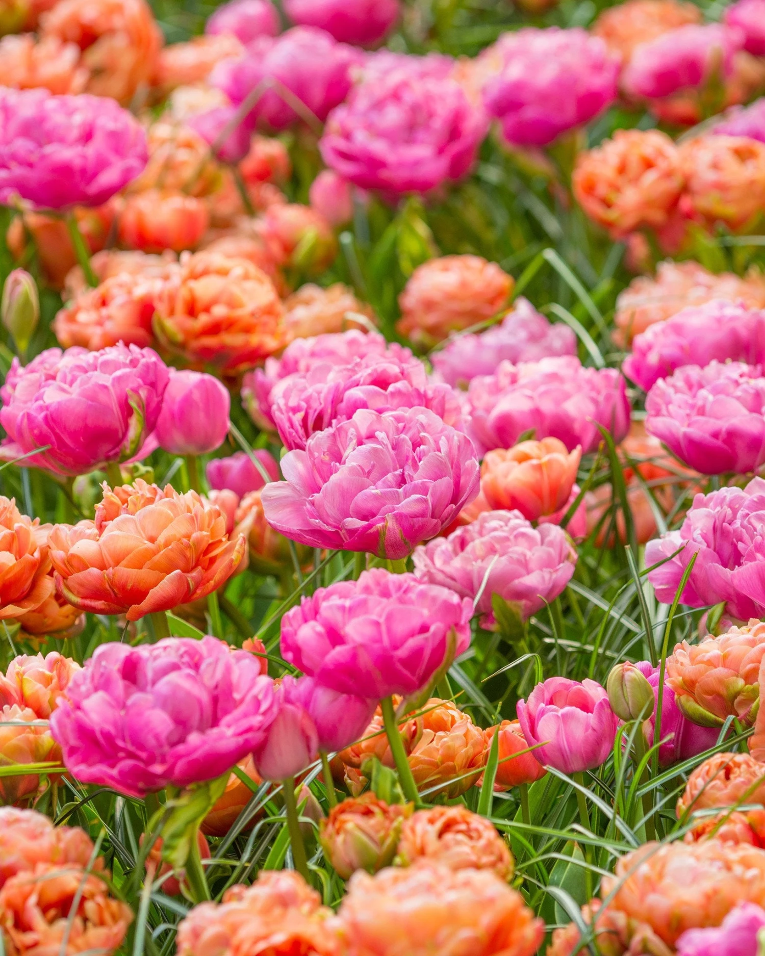 Tulip 'Amazing Grace' 3 Tulip 'Amazing Grace' - Image 3