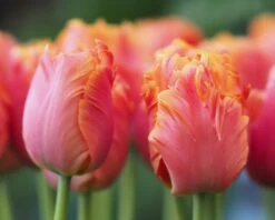 Tulip 'Amazing Parrot' -Plants And Flowers Shop tulip amazing parrot 10
