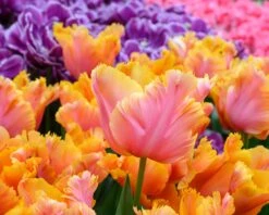 Tulip 'Amazing Parrot' -Plants And Flowers Shop tulip amazing parrot 2