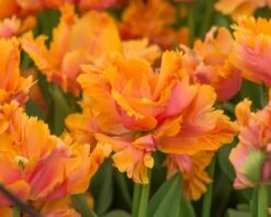 Tulip 'Amazing Parrot' -Plants And Flowers Shop tulip amazing parrot 3