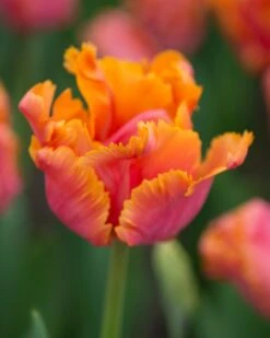 Tulip 'Amazing Parrot' -Plants And Flowers Shop tulip amazing parrot 4