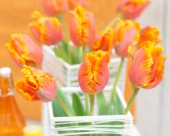 Tulip 'Amazing Parrot' -Plants And Flowers Shop tulip amazing parrot 5