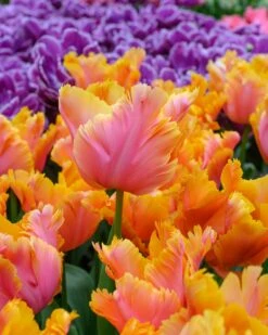 Tulip 'Amazing Parrot' -Plants And Flowers Shop tulip amazing parrot 6