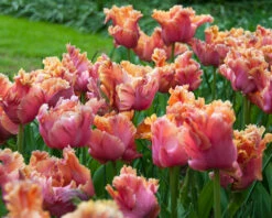 Tulip 'Amazing Parrot' -Plants And Flowers Shop tulip amazing parrot 7