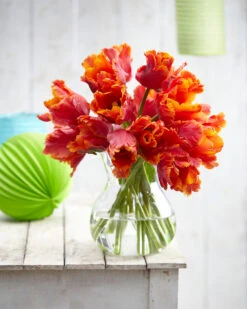 Tulip 'Amazing Parrot' -Plants And Flowers Shop tulip amazing parrot 8