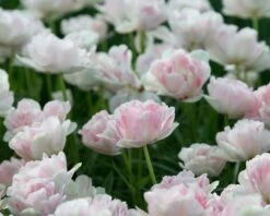 Tulip 'Angelique' -Plants And Flowers Shop tulip angelique 1