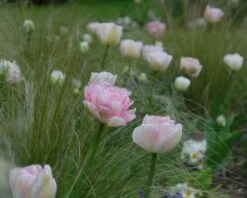 Tulip 'Angelique' -Plants And Flowers Shop tulip angelique 3