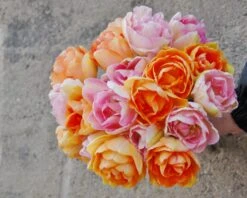 Tulip 'Angelique' -Plants And Flowers Shop tulip angelique 4