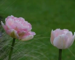 Tulip 'Angelique' -Plants And Flowers Shop tulip angelique 6