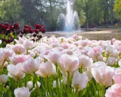 Tulip 'Angelique' -Plants And Flowers Shop tulip angelique 7