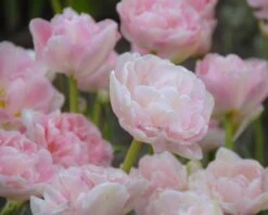 Tulip 'Angelique' -Plants And Flowers Shop tulip angelique 8