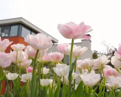 Tulip 'Angelique' -Plants And Flowers Shop tulip angelique 9