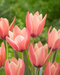 Tulip 'Annika' -Plants And Flowers Shop tulip annika 2