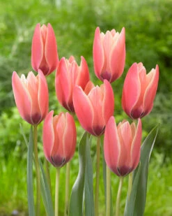 Tulip 'Annika' -Plants And Flowers Shop tulip annika 3