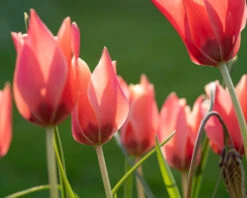 Tulip 'Annika' -Plants And Flowers Shop tulip annika 4