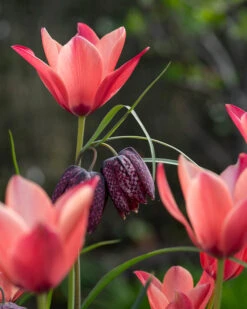 Tulip 'Annika' -Plants And Flowers Shop tulip annika 5