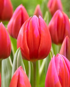 Tulip 'Aphrodite' -Plants And Flowers Shop tulip aphrodite 0