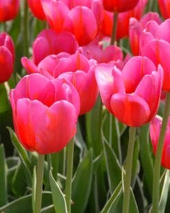 Tulip 'Aphrodite' -Plants And Flowers Shop tulip aphrodite 00