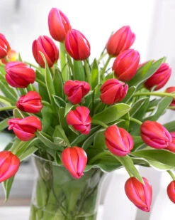 Tulip 'Aphrodite' -Plants And Flowers Shop tulip aphrodite 1