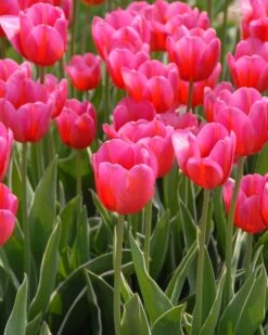 Tulip 'Aphrodite' -Plants And Flowers Shop tulip aphrodite 2