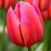 Tulip 'Aphrodite'