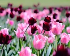 Tulip 'Apricona' -Plants And Flowers Shop tulip apricona 7