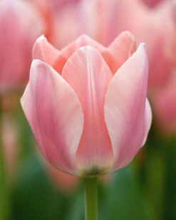 Tulip 'Apricona'