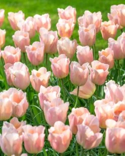 Tulip 'Apricot Beauty'