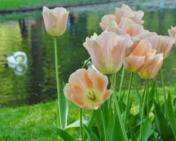 Tulip 'Apricot Beauty' 8 Tulip 'Apricot Beauty' -Plants And Flowers Shop tulip apricot beauty 3
