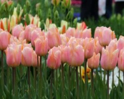 Tulip 'Apricot Beauty' 10 Tulip 'Apricot Beauty' -Plants And Flowers Shop tulip apricot beauty 4
