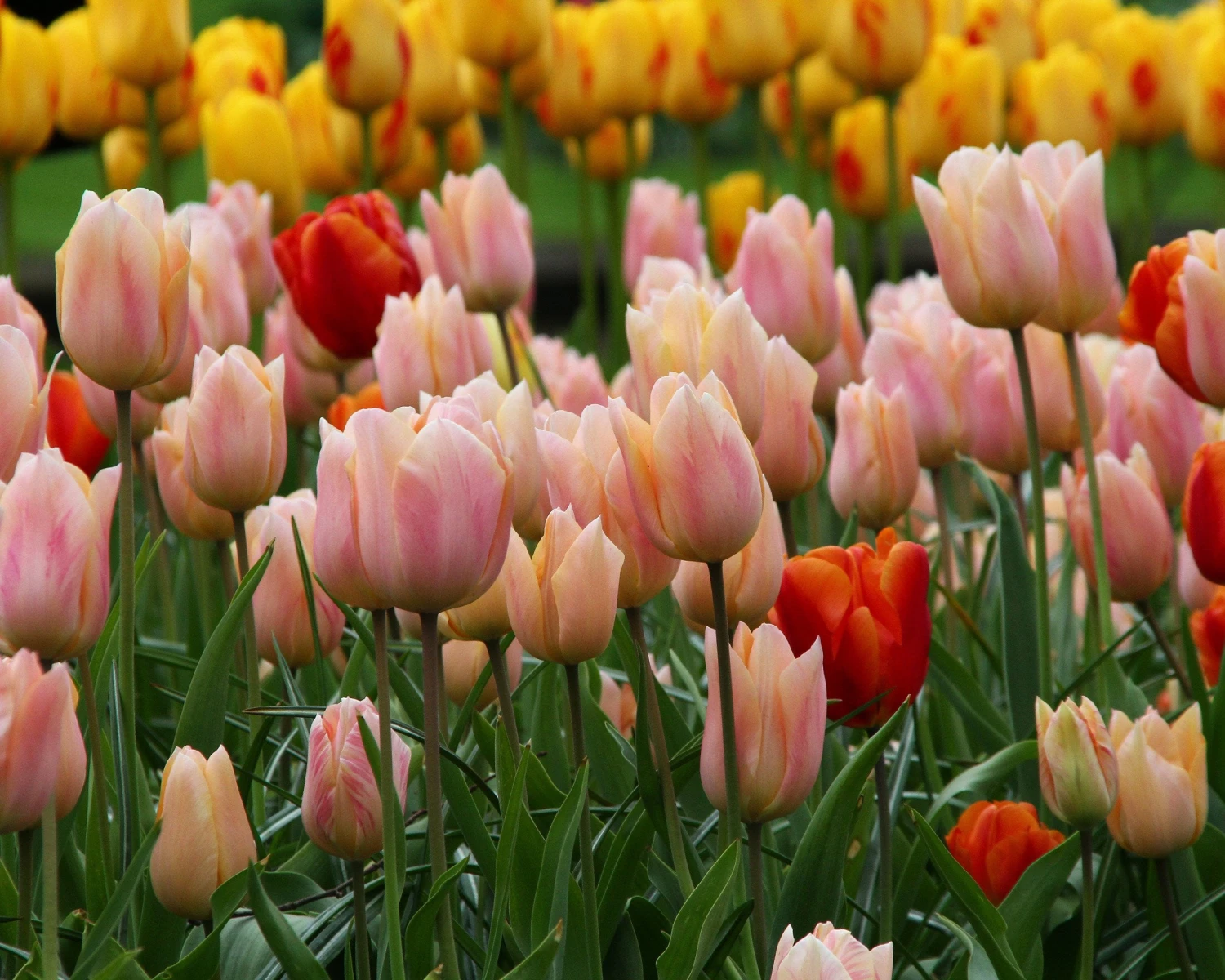 Tulip 'Apricot Beauty' 6 Tulip 'Apricot Beauty' - Image 6