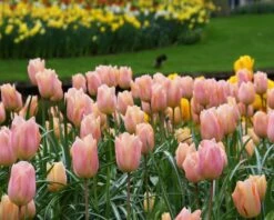 Tulip 'Apricot Beauty' 9 Tulip 'Apricot Beauty' -Plants And Flowers Shop tulip apricot beauty 9