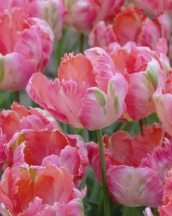 Tulip 'Apricot Parrot'