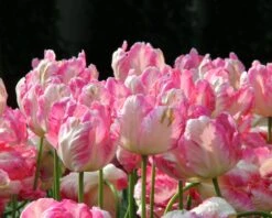 Tulip 'Apricot Parrot' -Plants And Flowers Shop tulip apricot parrot 2 ee02c13a 90b6 469c 9227 ab4c5aba0130