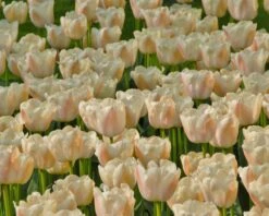 Tulip 'Apricot Pride' -Plants And Flowers Shop tulip apricot pride 1