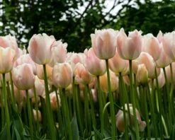 Tulip 'Apricot Pride' -Plants And Flowers Shop tulip apricot pride 3