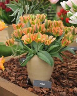 Tulip 'Artist' 12 Tulip 'Artist' -Plants And Flowers Shop tulip artist 1