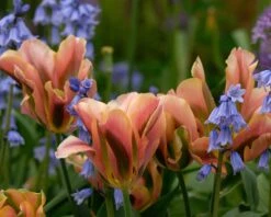 Tulip 'Artist' 14 Tulip 'Artist' -Plants And Flowers Shop tulip artist 2