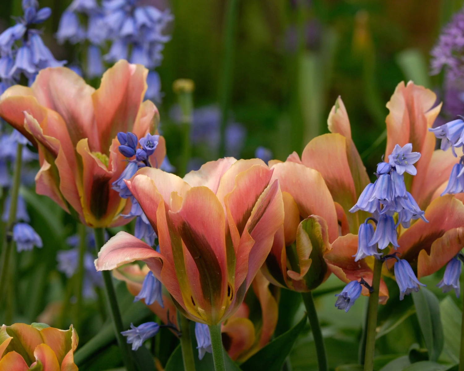 Tulip 'Artist' 6 Tulip 'Artist' - Image 6