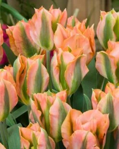 Tulip 'Artist' 15 Tulip 'Artist' -Plants And Flowers Shop tulip artist 5