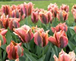 Tulip 'Artist' 16 Tulip 'Artist' -Plants And Flowers Shop tulip artist 6