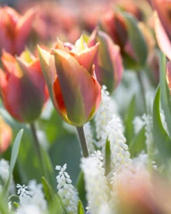 Tulip 'Artist' 17 Tulip 'Artist' -Plants And Flowers Shop tulip artist 9