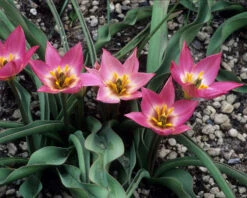 Tulip Aucheriana 10 Tulip Aucheriana -Plants And Flowers Shop tulip aucheriana 1